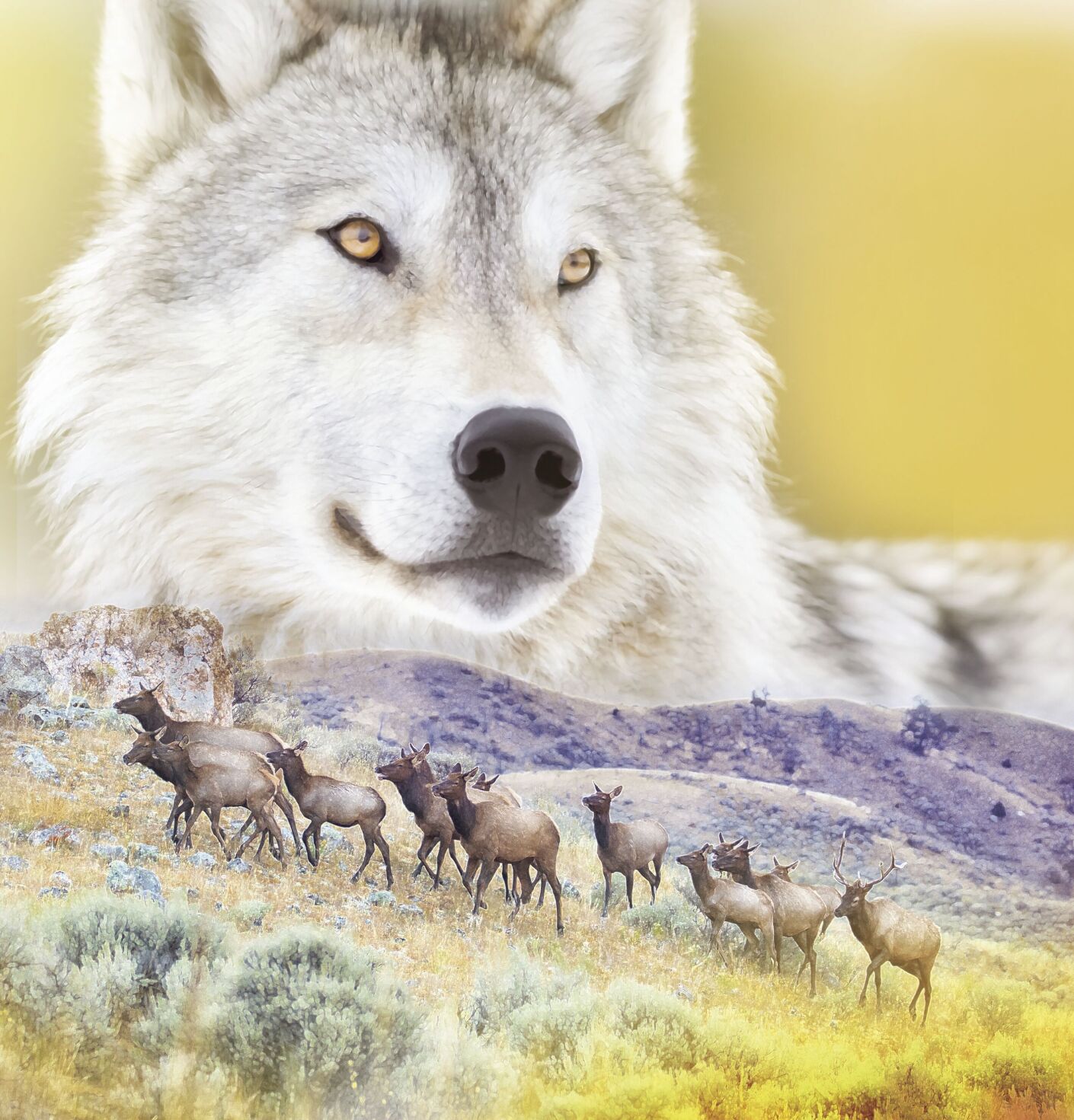 wolves yellowstone image WIDE.tif
